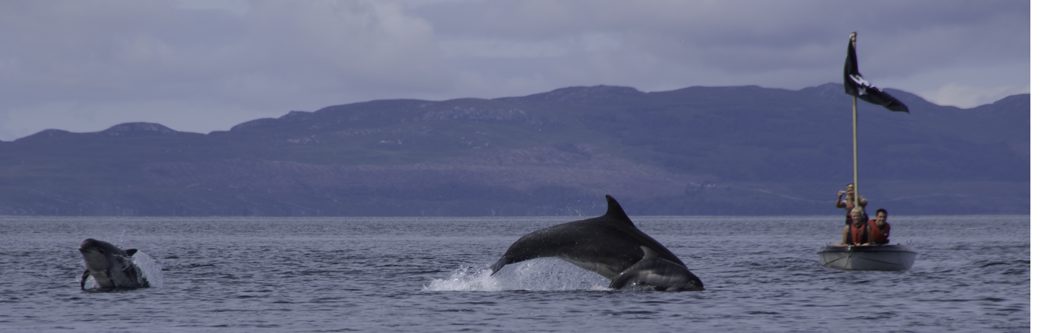 Dolphins jumping between Jura islay gigha and port ban kilberry kintyre argyll west coast of scotland 